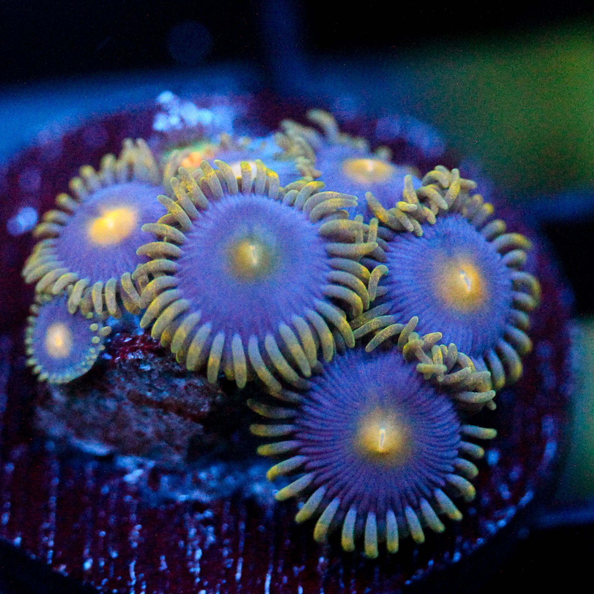 JC Gold Burn Zoanthid