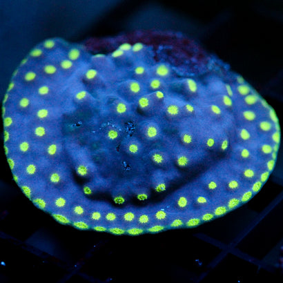 Biota Starry Night Turbinaria