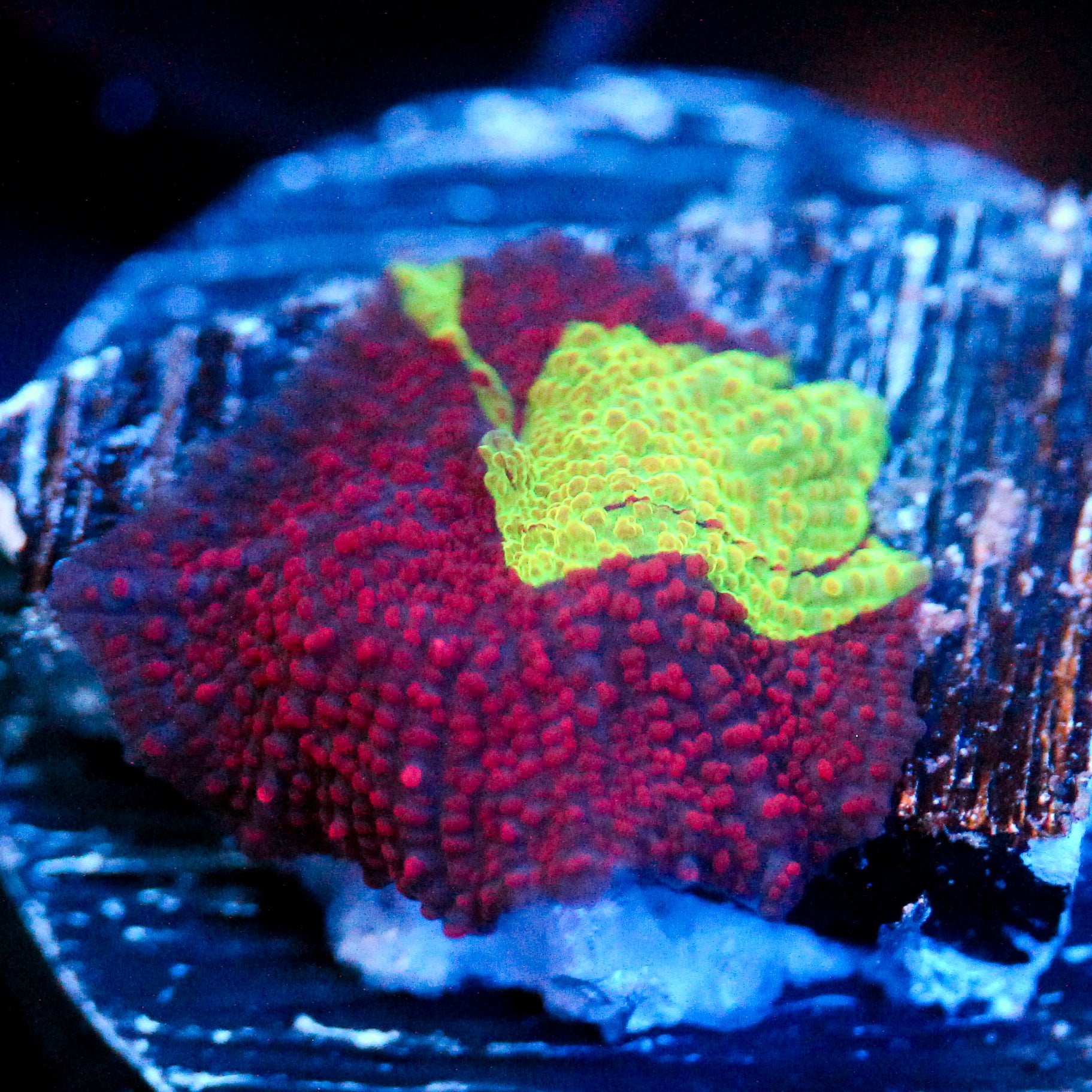 JC Ultra Eclectus