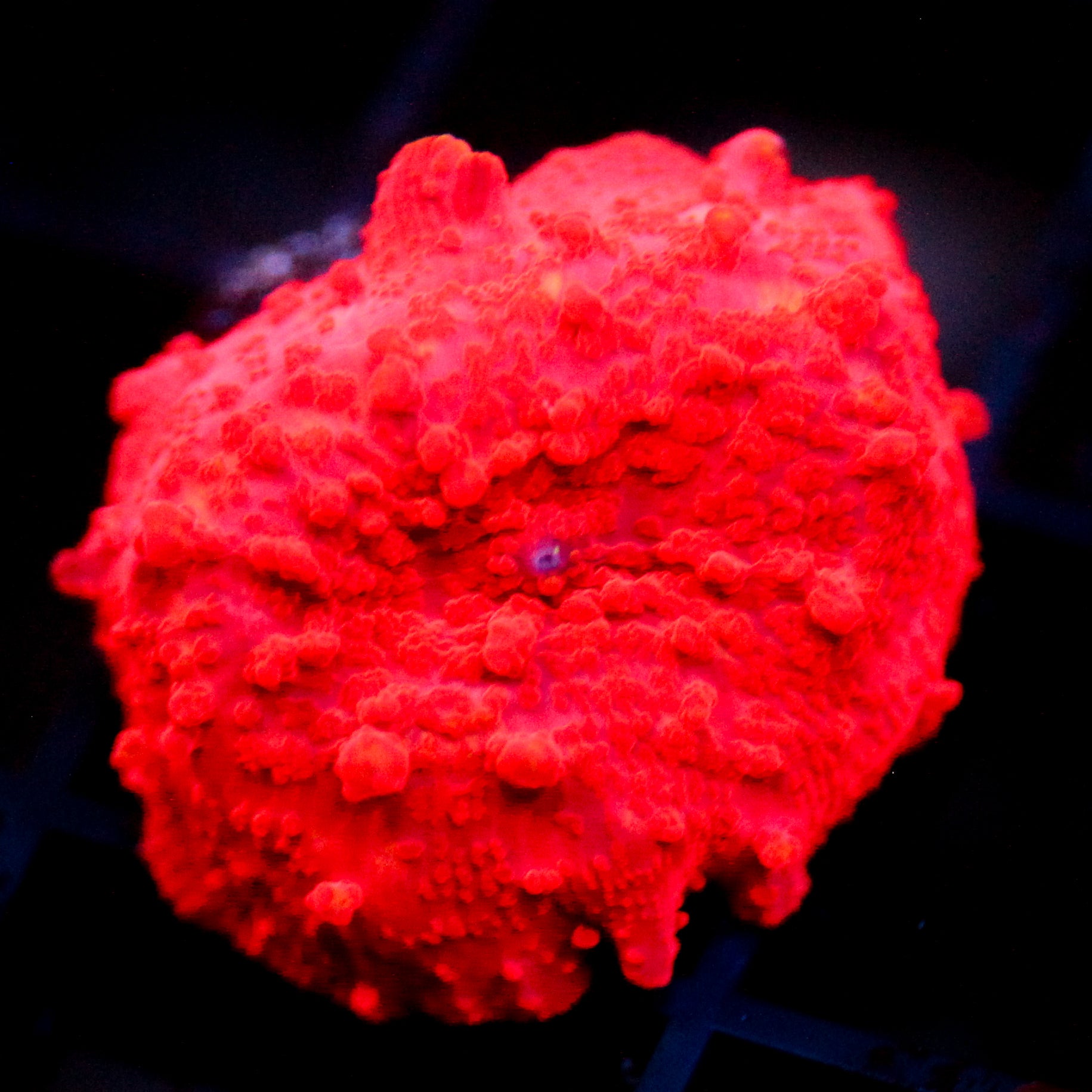 JC Deadpool Discosoma