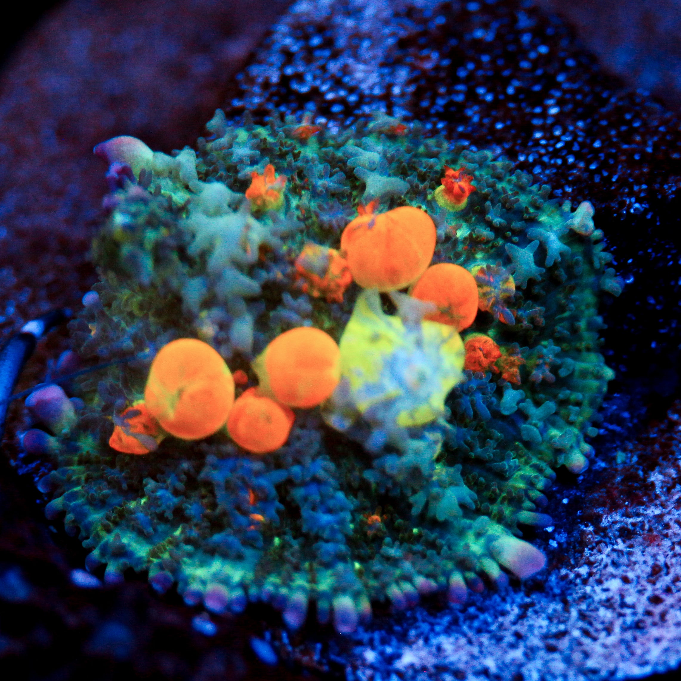 WWC OG Bounce Mushroom