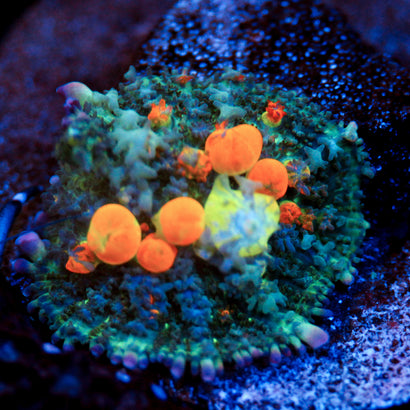 WWC OG Bounce Mushroom