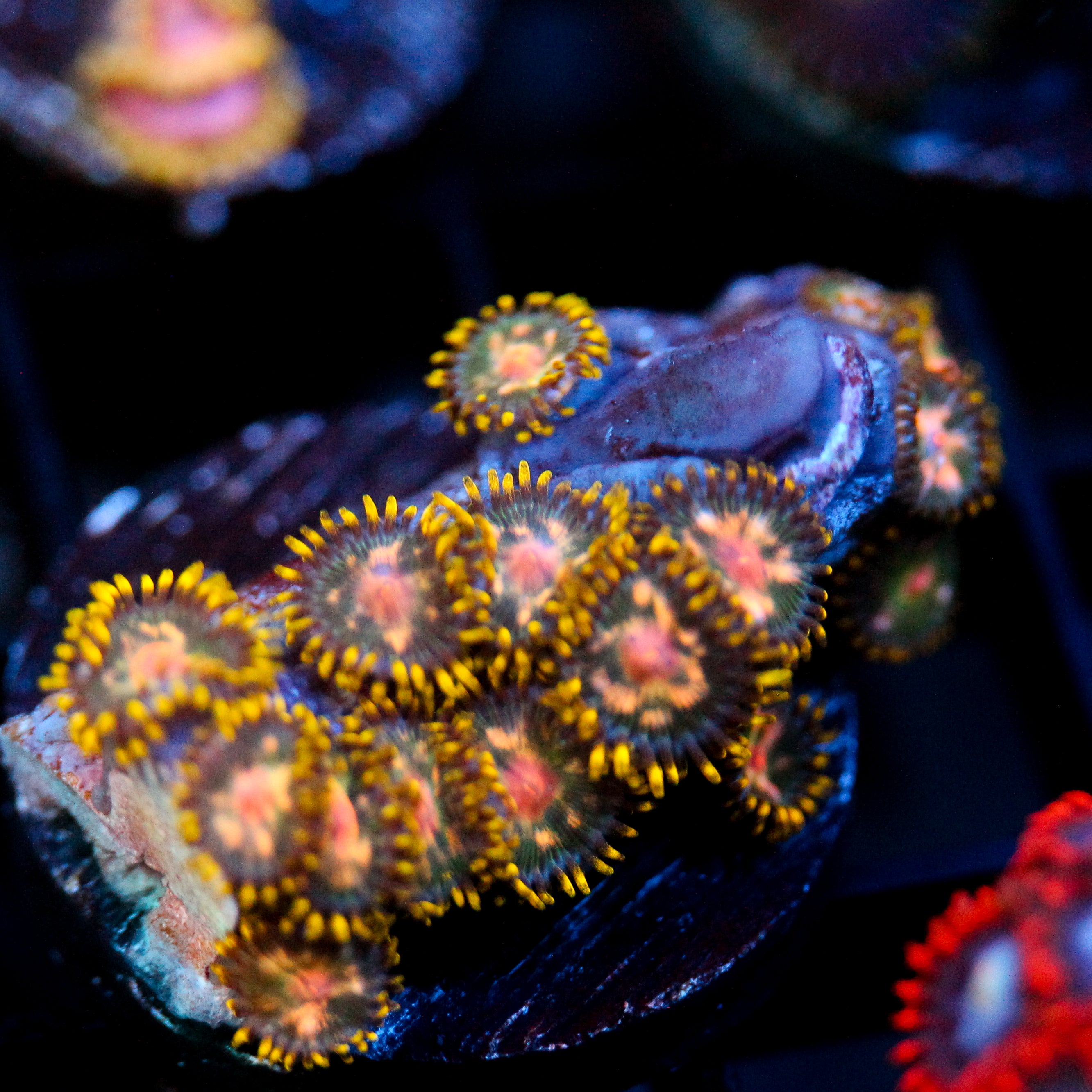 JC Glittering Garden Zoanthid