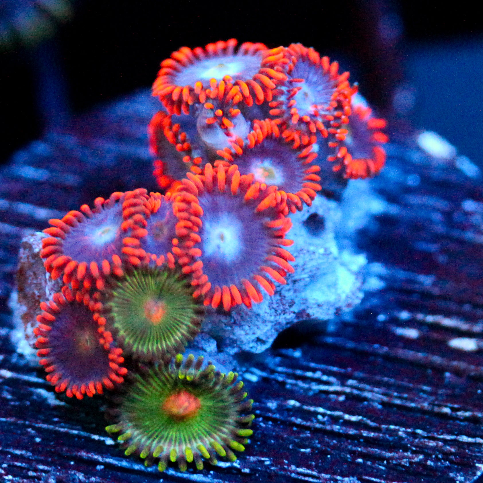JC Edge of Reality Zoanthid