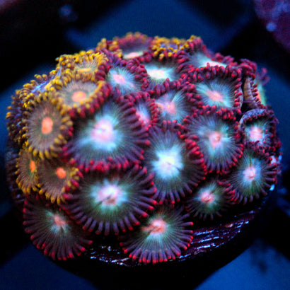 JC Nova Zoanthid Mix