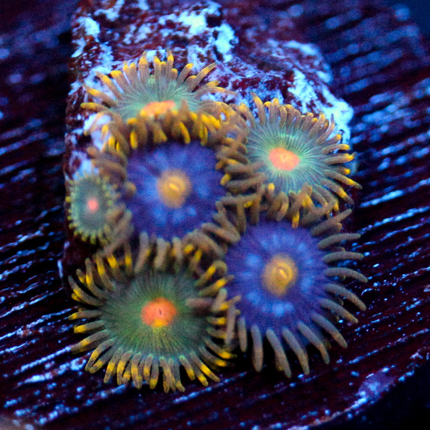 JC Gold Burn Zoanthid Mix