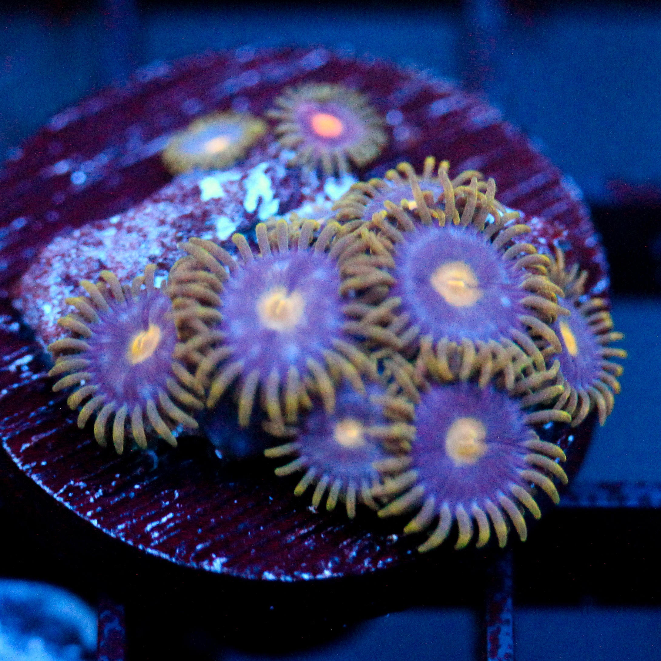 JC Gold Burst Zoanthid