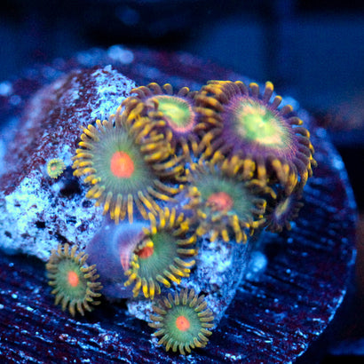 JC Tye Dye Reality Zoanthids Mix