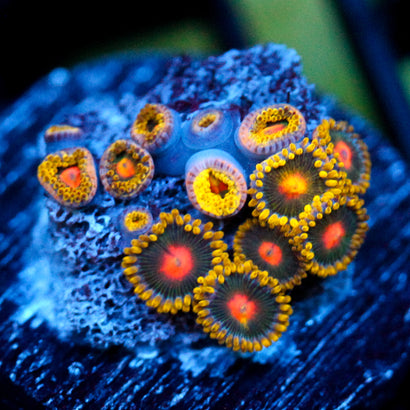 JC Oh my my my Zoanthid