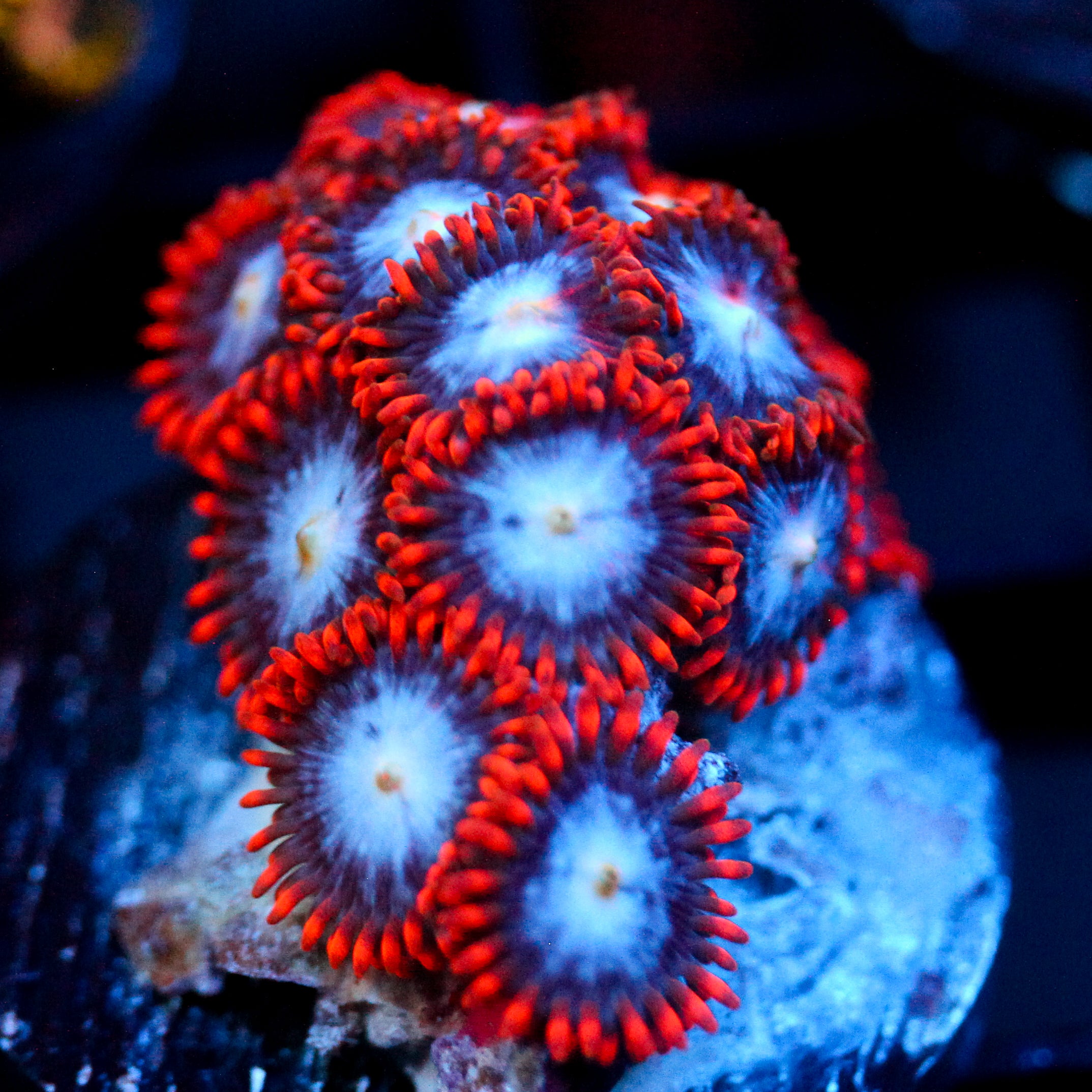 JC Edge of Reality Zoanthid