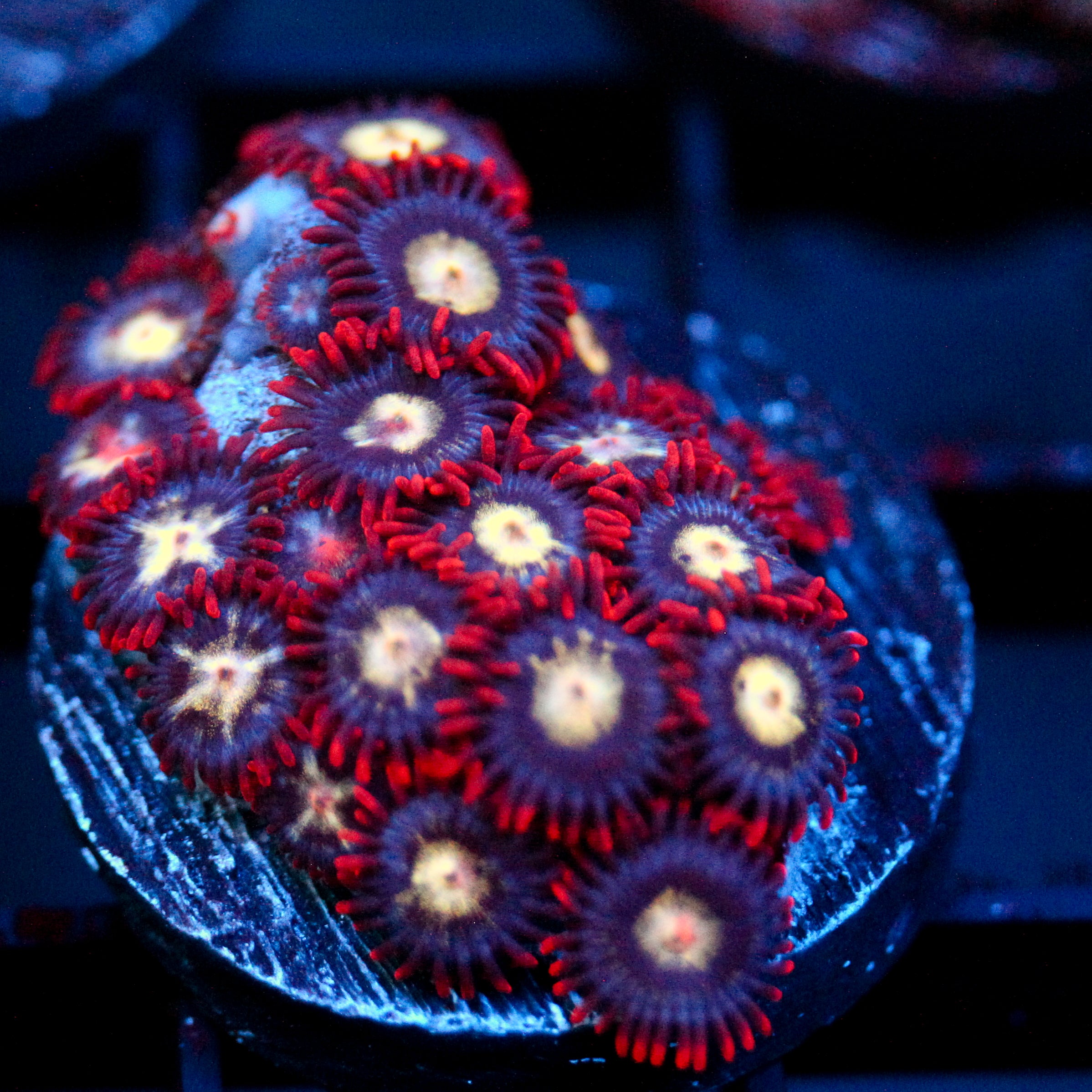 JC Crimson Greed Zoanthid