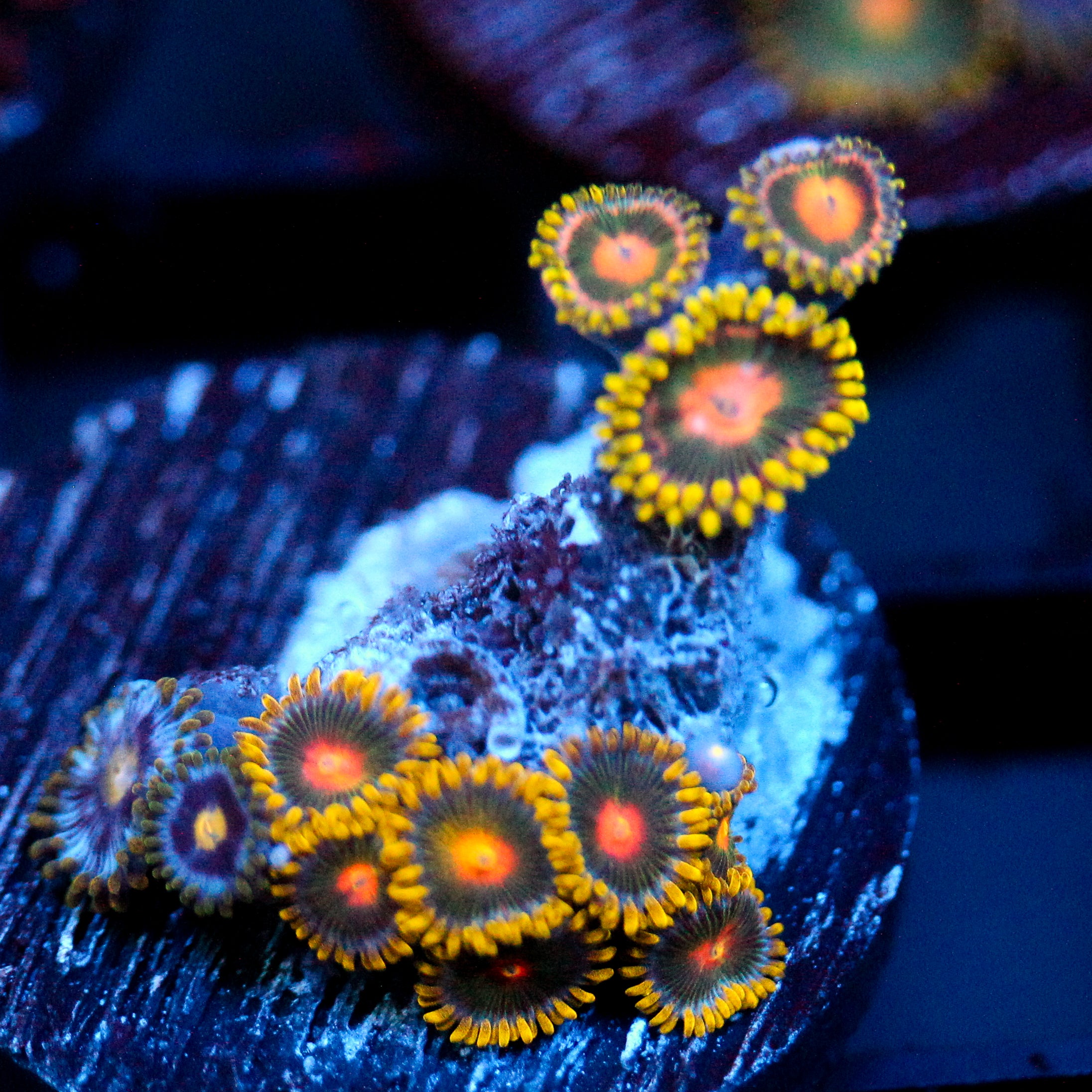 JC Oh my my my Zoanthid