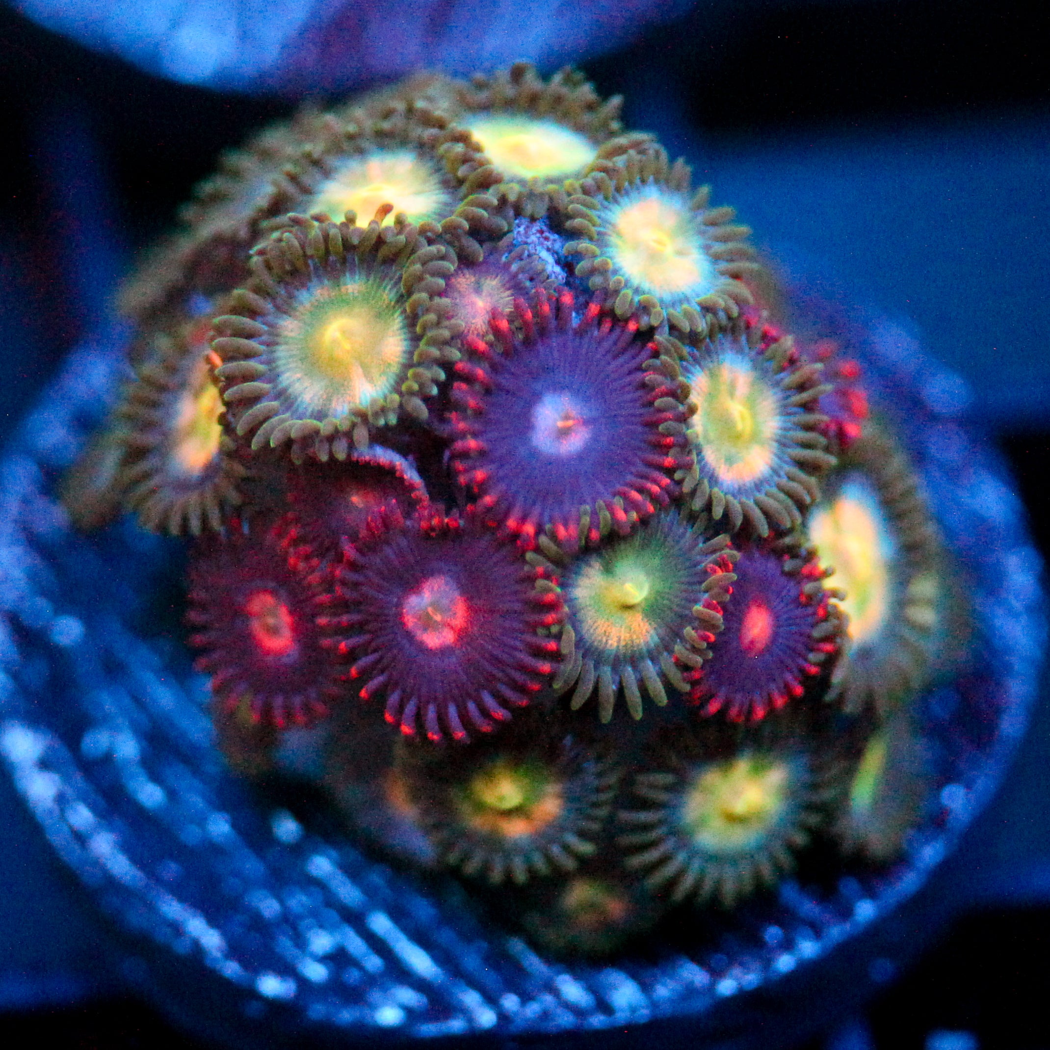 JC Zoanthid Mix