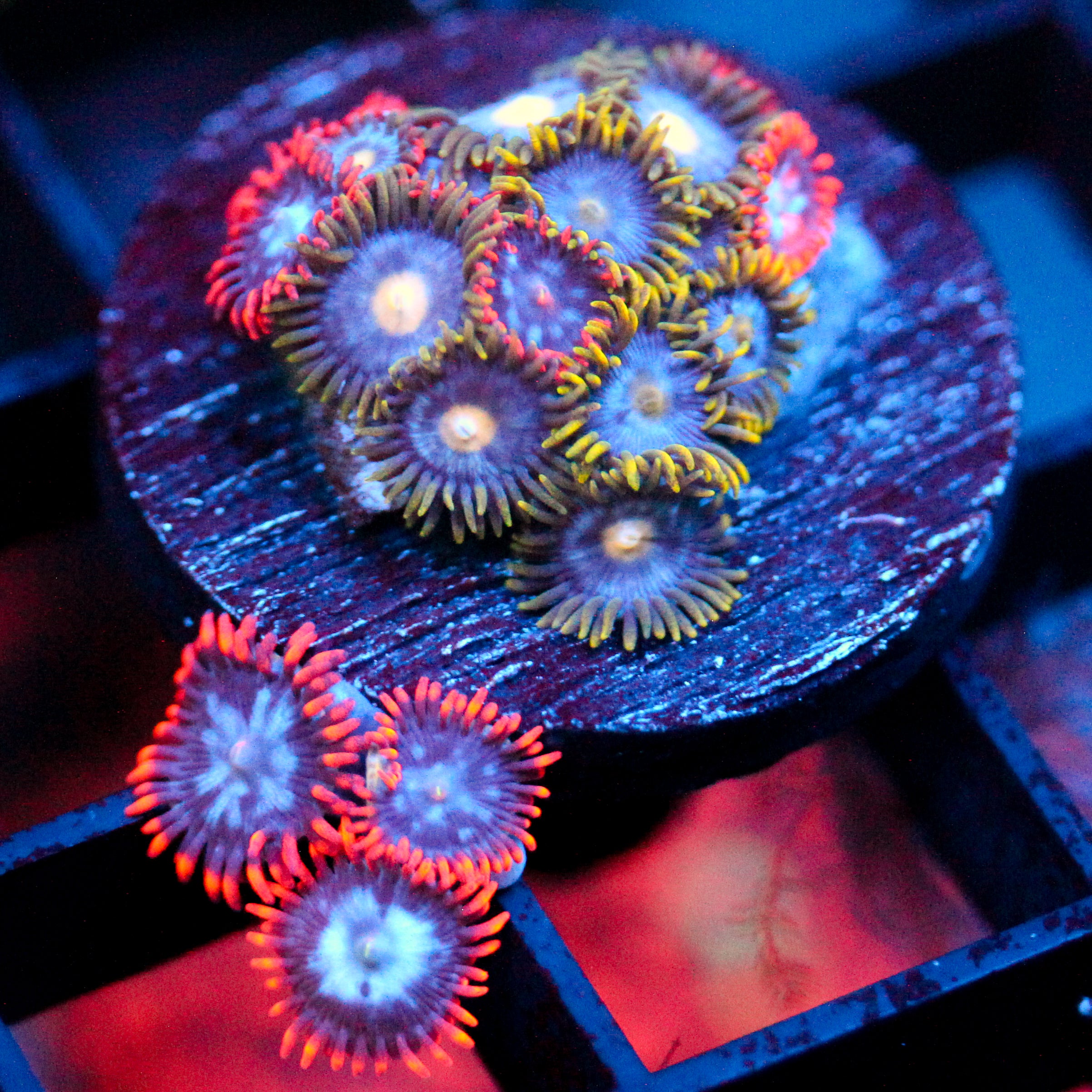 JC Edge of Reality Zoanthid