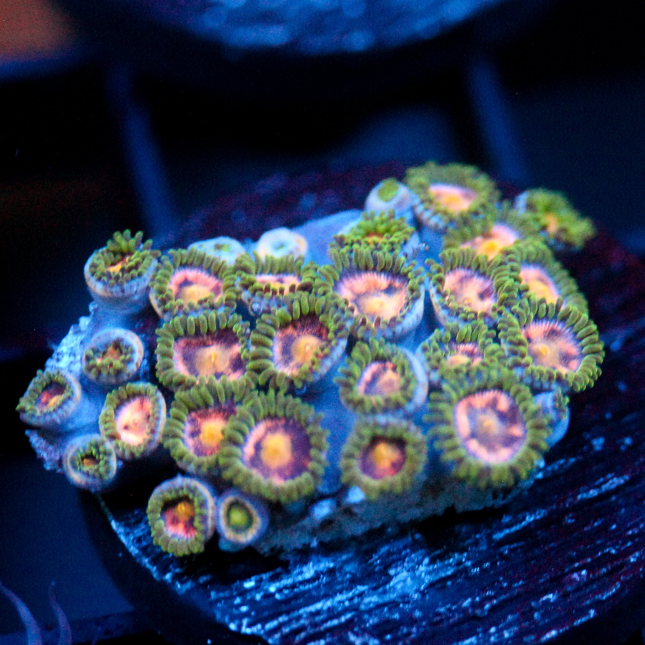 JC Garden of Eden Zoanthid