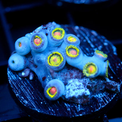 JC Irish Splash Zoanthid