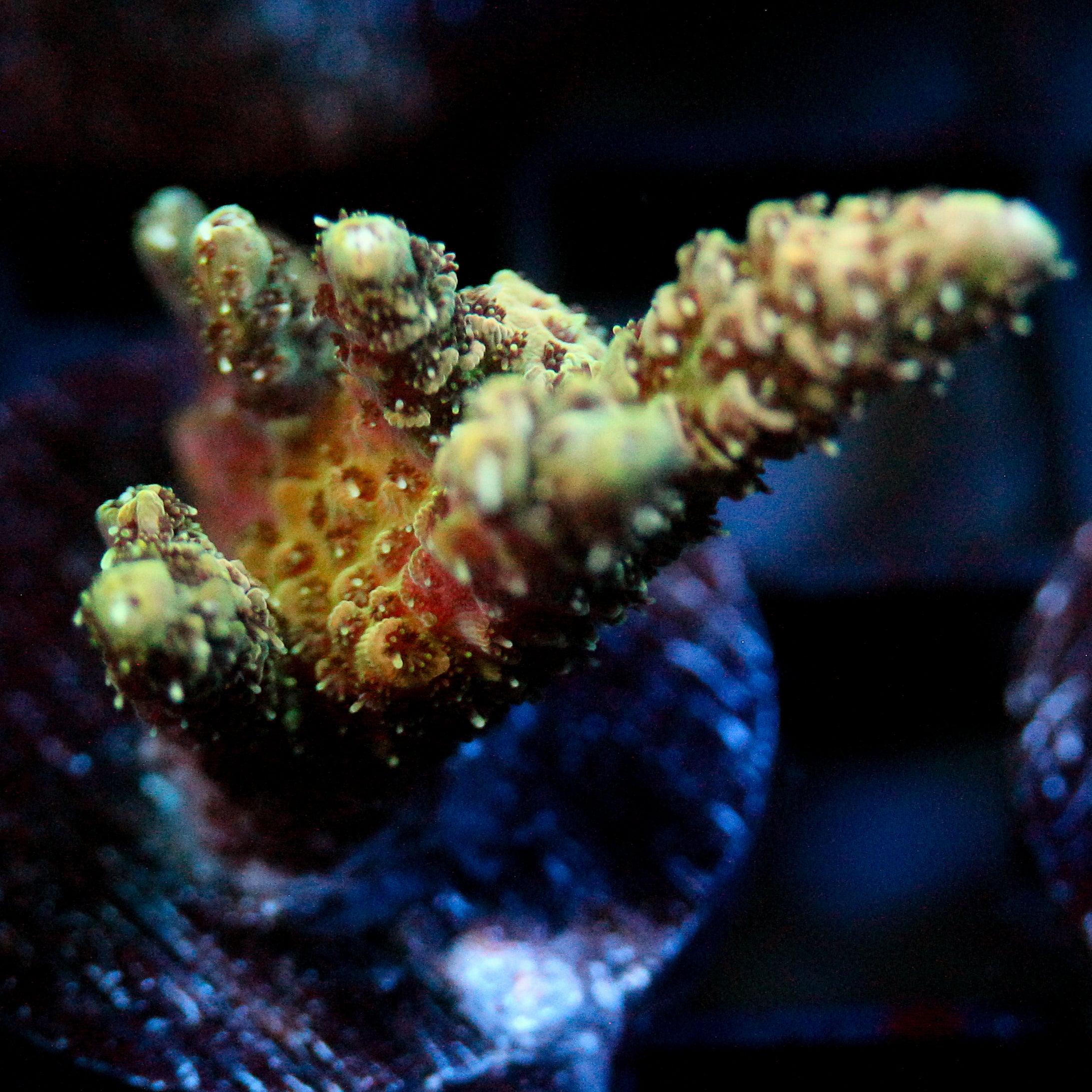 JC Fingerling