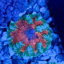 JC Ultra Rock Flower Anemone