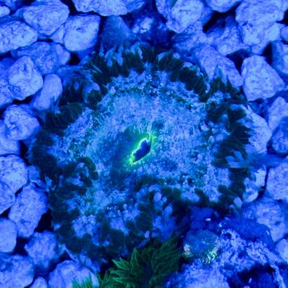JC Ultra Rock Flower Anemone
