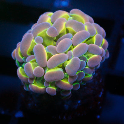 JC Ultra Hologram Hammer