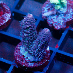 shopify auction