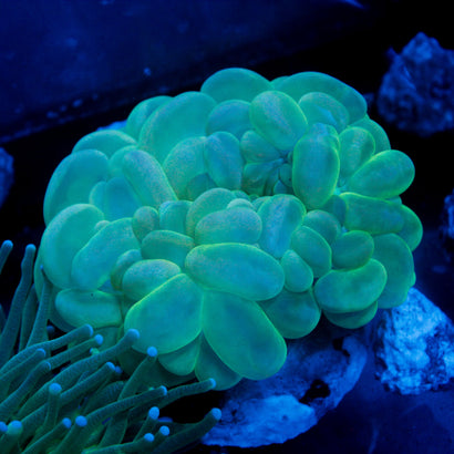 JC Bubble Coral