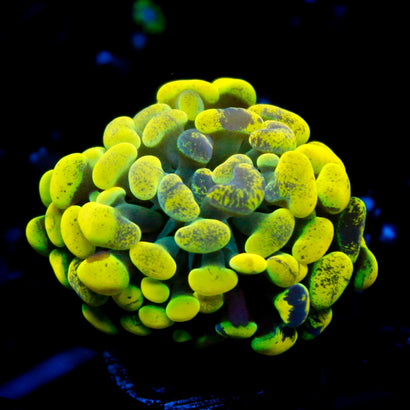 JC Neon Green Splatter Hammer