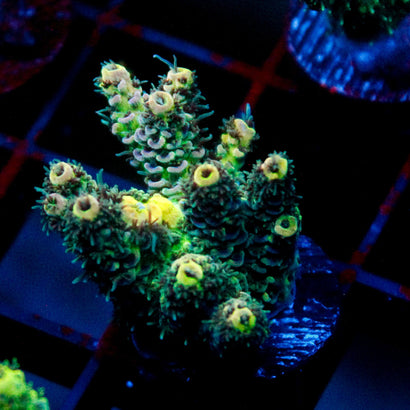 JC Starcatcher