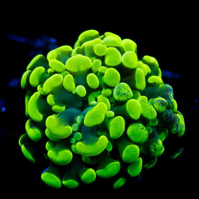 JC Neon Green Hammer