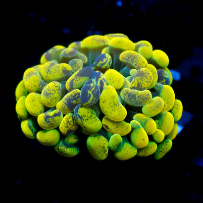 JC Yellow Splatter Hammer