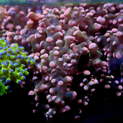 JC Pink Tip Octo