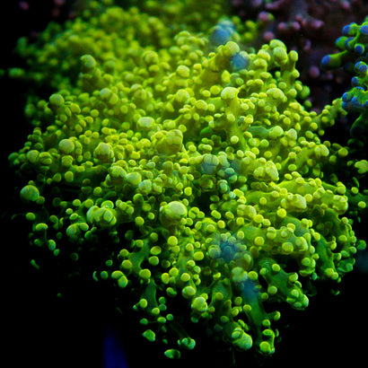 JC Green Octo