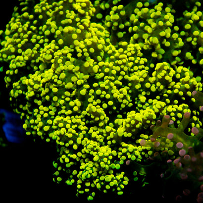 JC Neon Green Octo