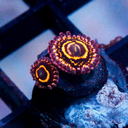 Stratosphere Zoa (2 Polyps)