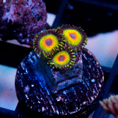 Reverse Rasta Zoa
