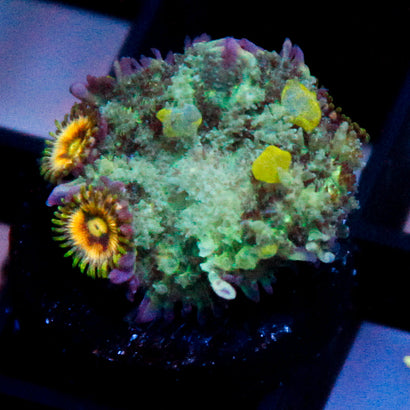 JC Alien Bounce Shroom