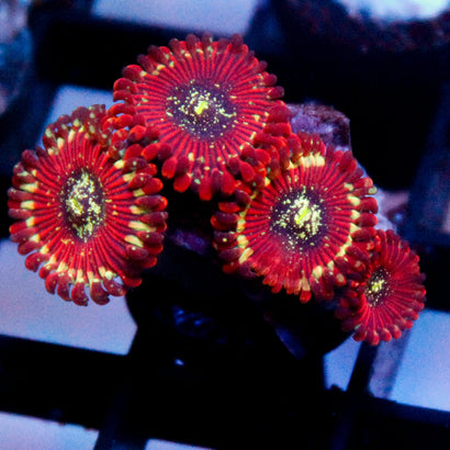 Magician Zoa
