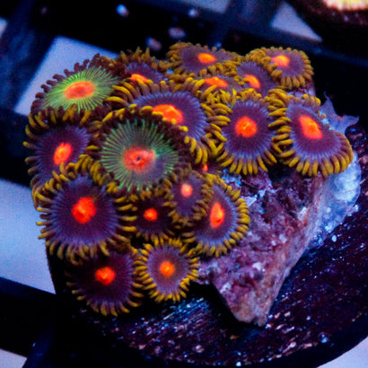 Mix Zoa Frag