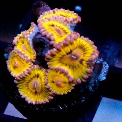 Stratocaster Mini Colony