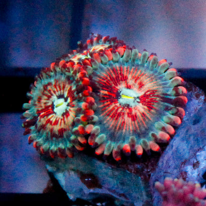 White Zombie Zoa (3 Polyps)