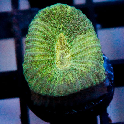 JC Neon Green Favia