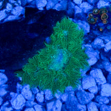 JC Ultra Rock Flower Anemone