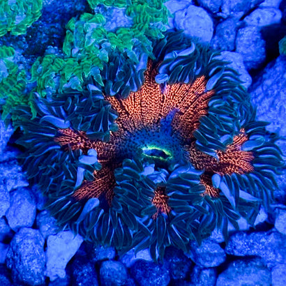 JC Ultra Rock Flower Anemone