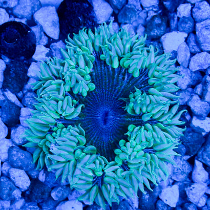 JC Ultra Rock Flower Anemone