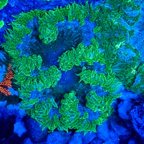 JC Ultra Rock Flower Anemone