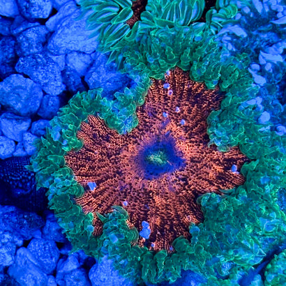JC Ultra Rock Flower Anemone