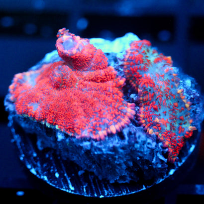 JC Red Rush Rhodactis