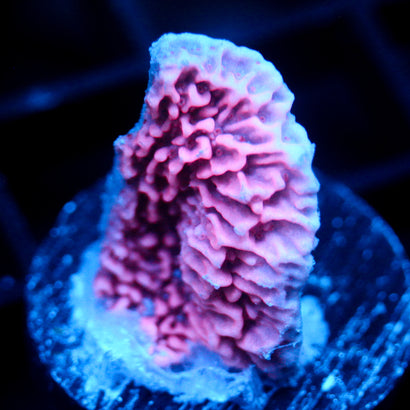 JC Pink Wave Monti
