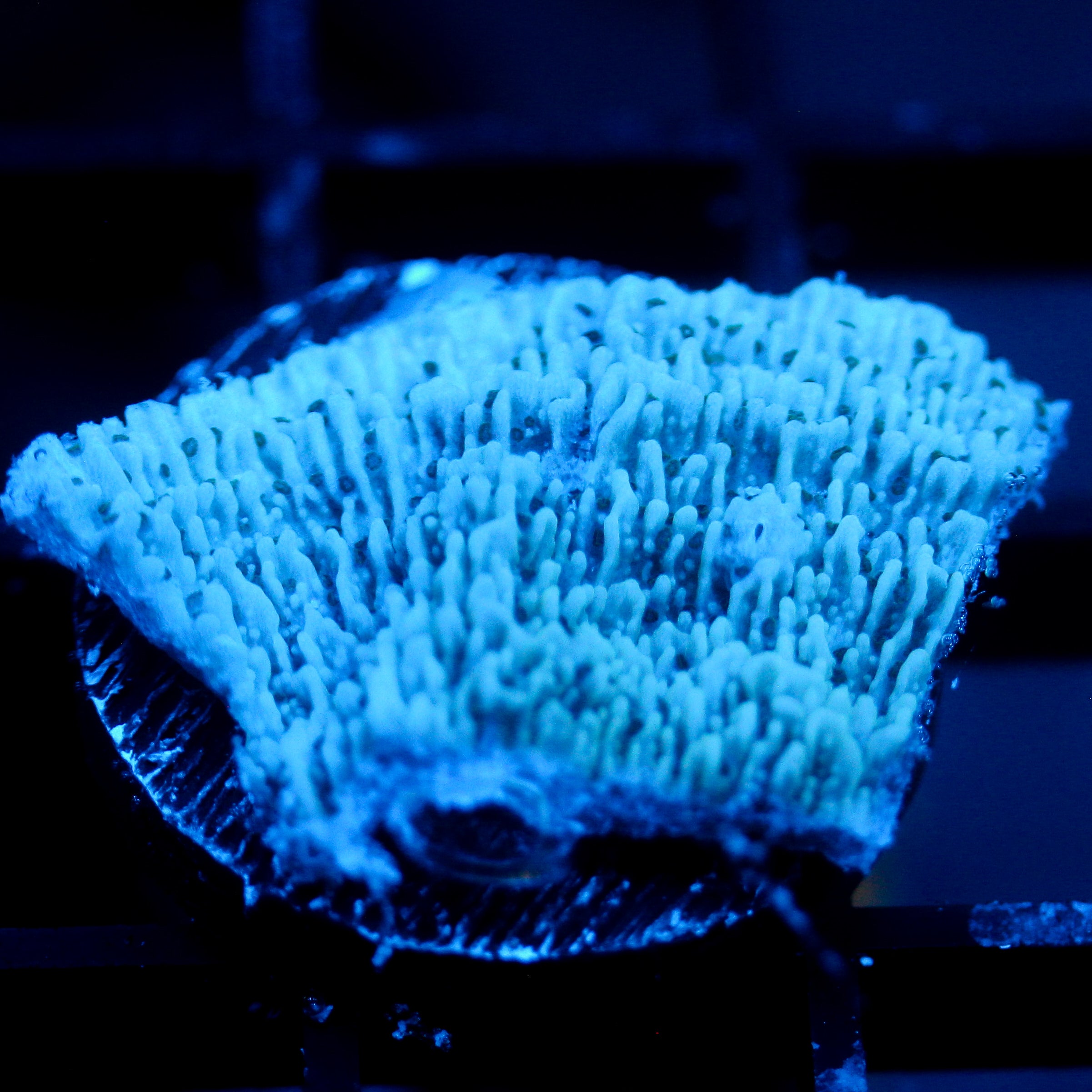 JC Deep Blues Monti