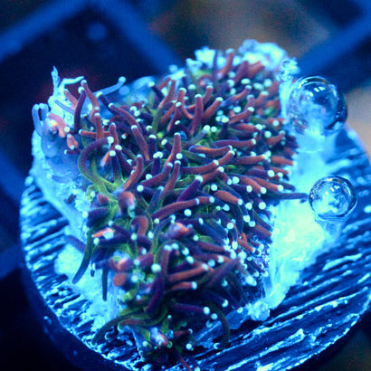 JC Sour sucker Galaxea